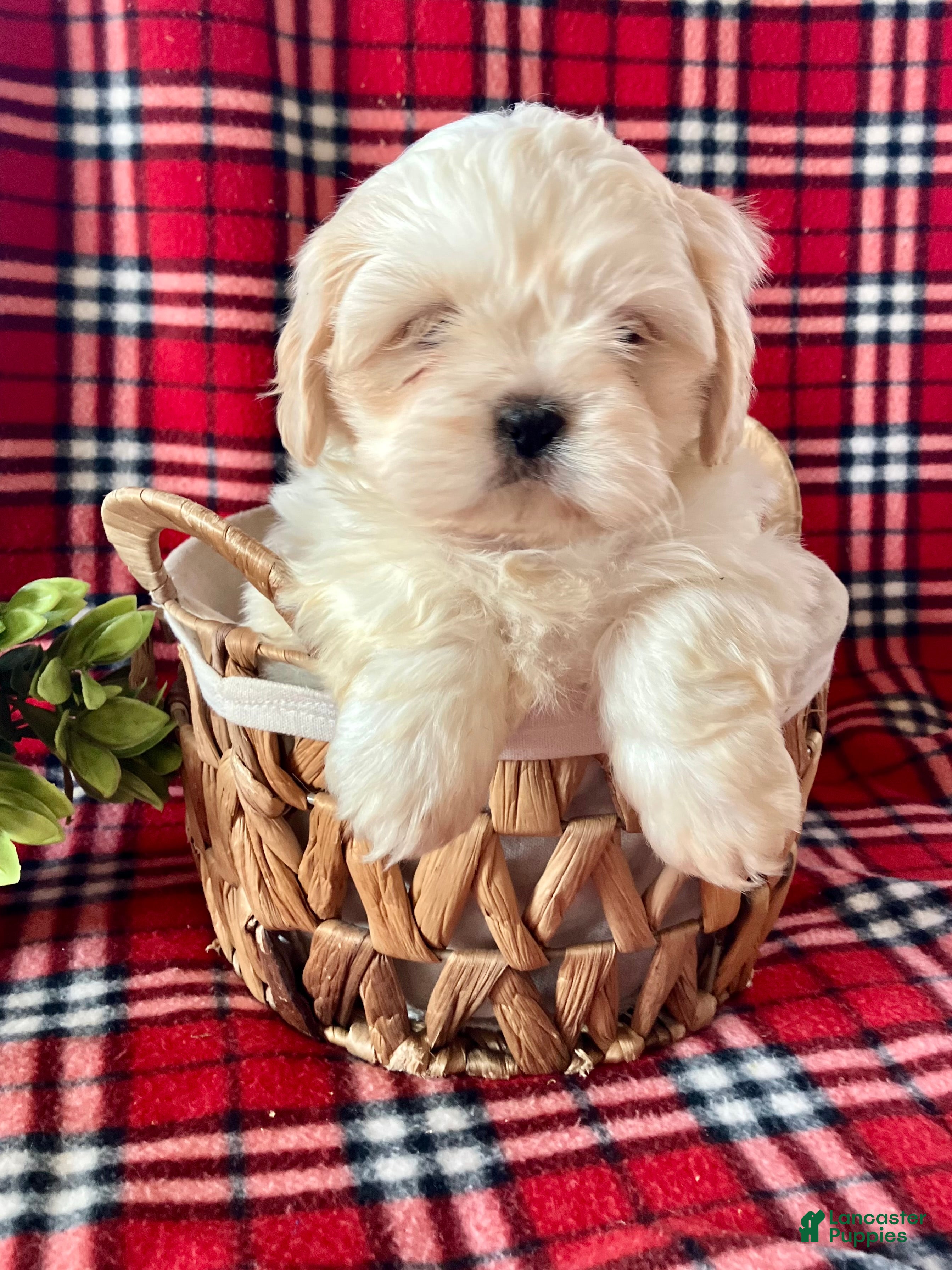 Shih Tzu dogs Leo - Ad 41