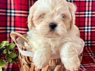 Shih Tzu dogs Leo - Ad 23