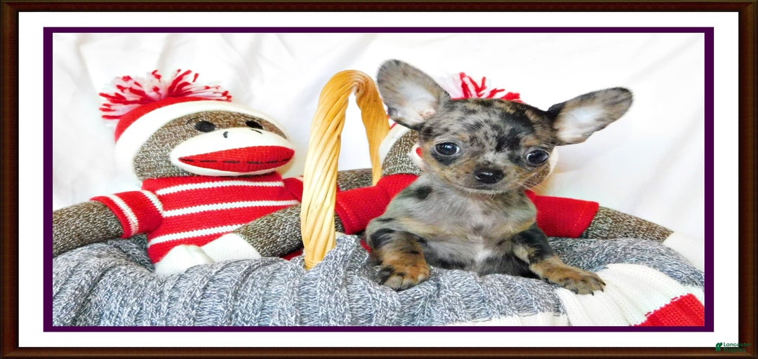 Gallery Image {{count}}