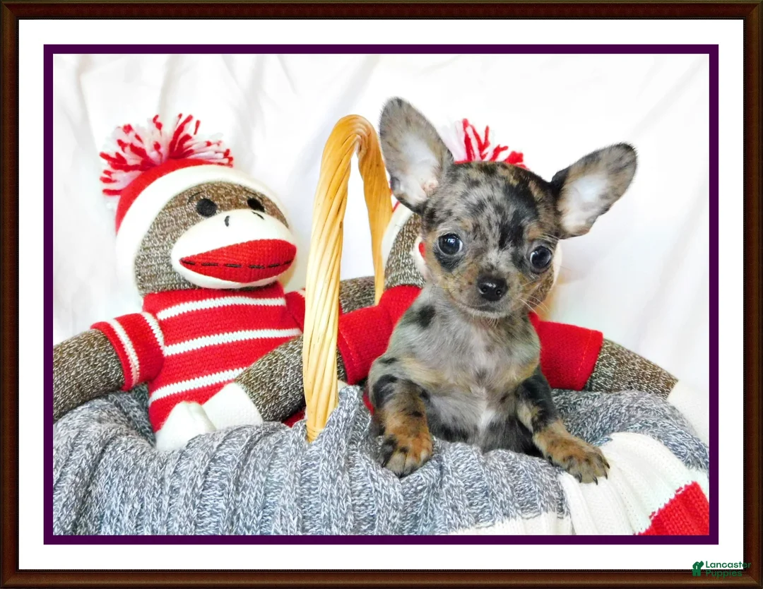 Gallery Image {{count}}