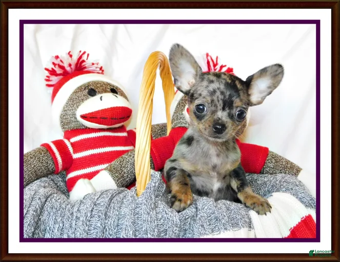 Gallery Image {{count}}