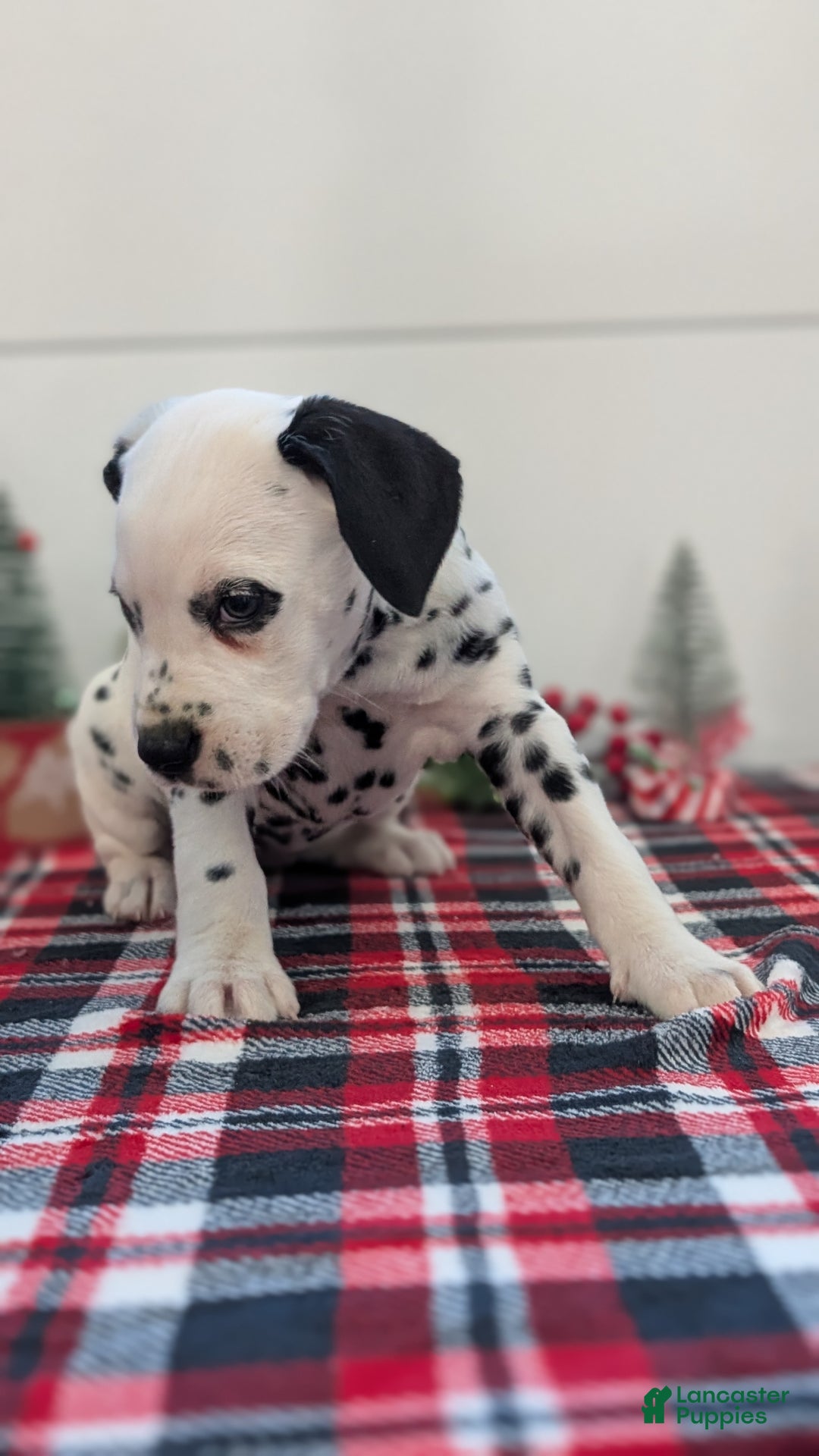 Dalmatian dogs for sale: Sadie - Ad 6