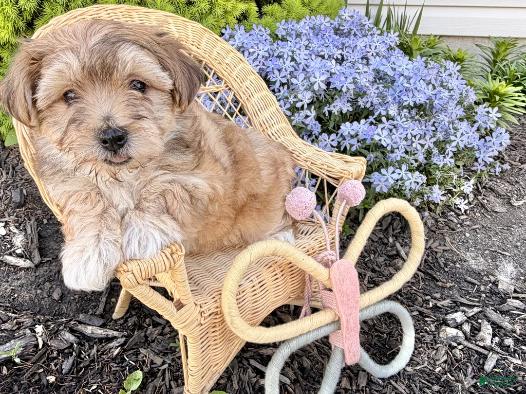 Yochon dogs for sale: Goldie  - Ad 7