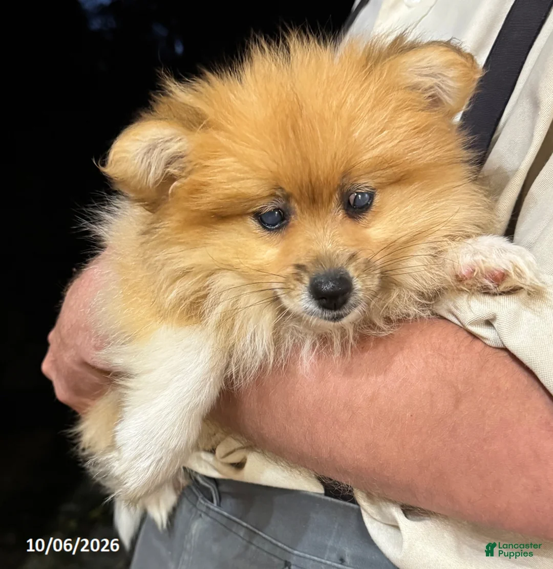 Pomeranian dogs for sale: Happy - Ad 2