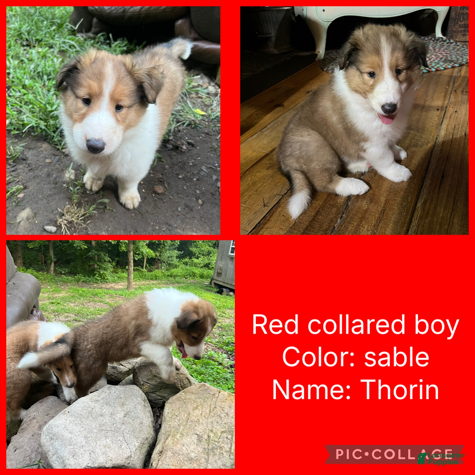 Collie dogs for sale: thorin - Ad 4