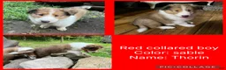 Collie dogs for sale: thorin - Ad 1