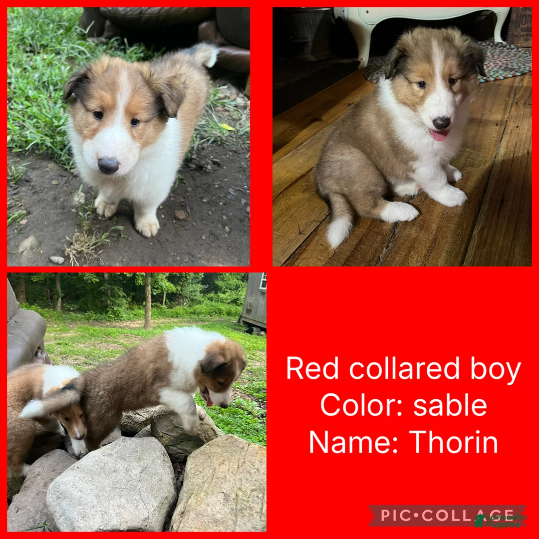 Collie dogs for sale: thorin - Ad 1