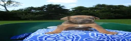 Mixed Breed dogs for sale: Silver - Ad 2