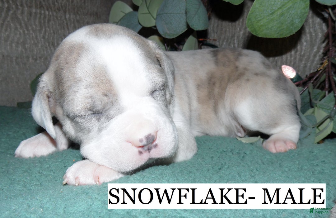 American Pit Bull Terrier dogs for sale: SNOWFLAKE  - Ad 4