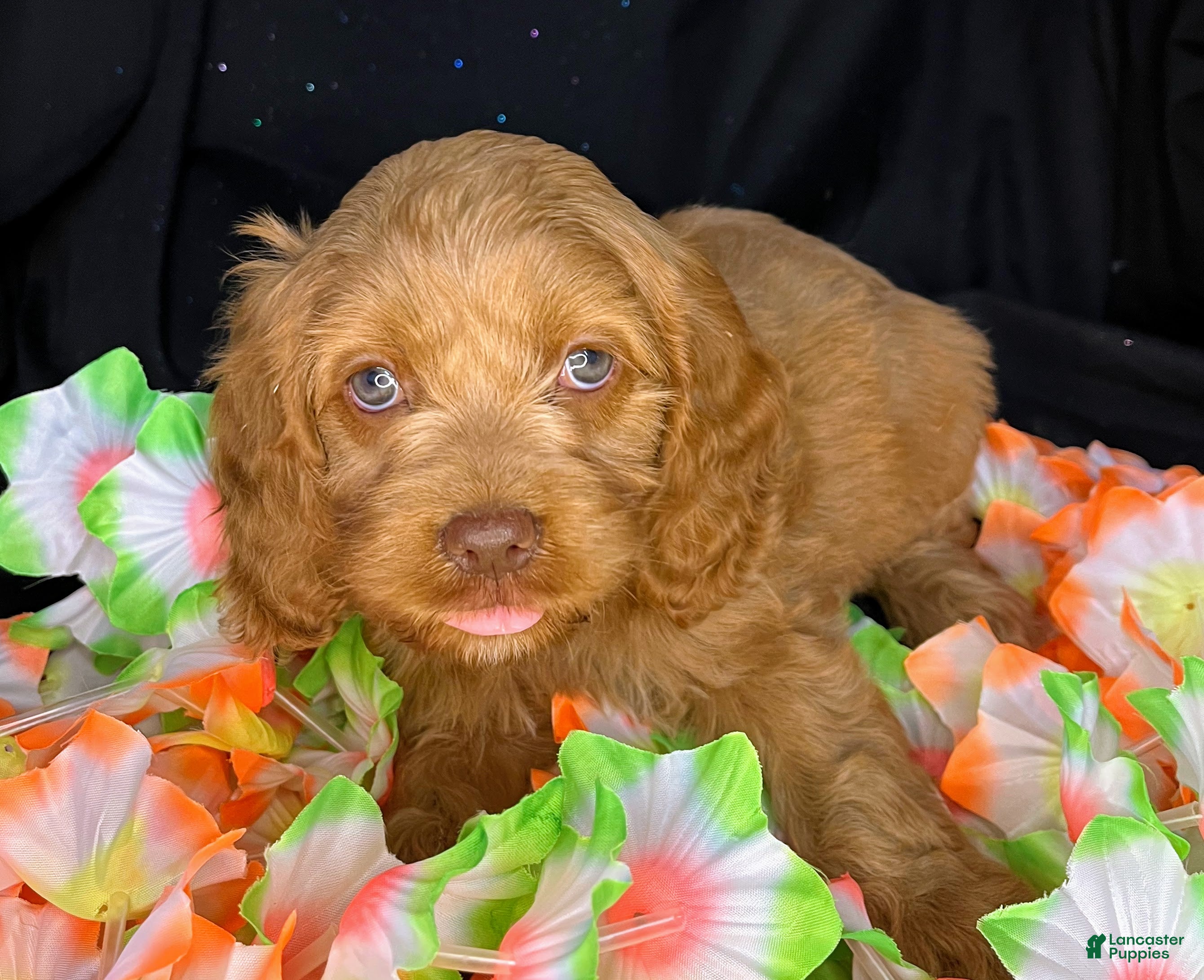 Cockapoo dogs Chevelle - Ad 2