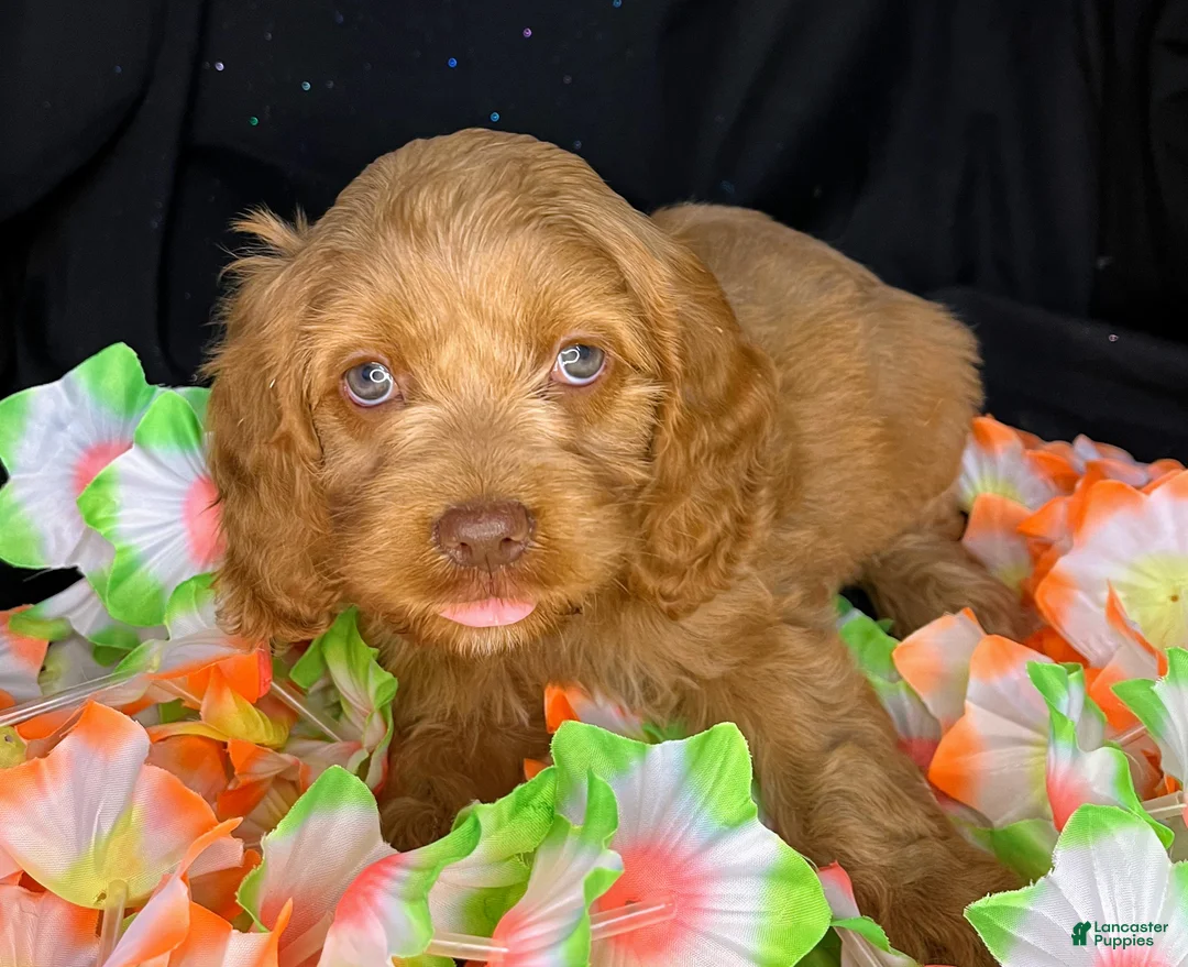 Cockapoo dogs for sale: Chevelle - Ad 2