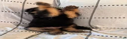 German Shepherd dogs for sale: Maple (Orange Collar) - Ad 6
