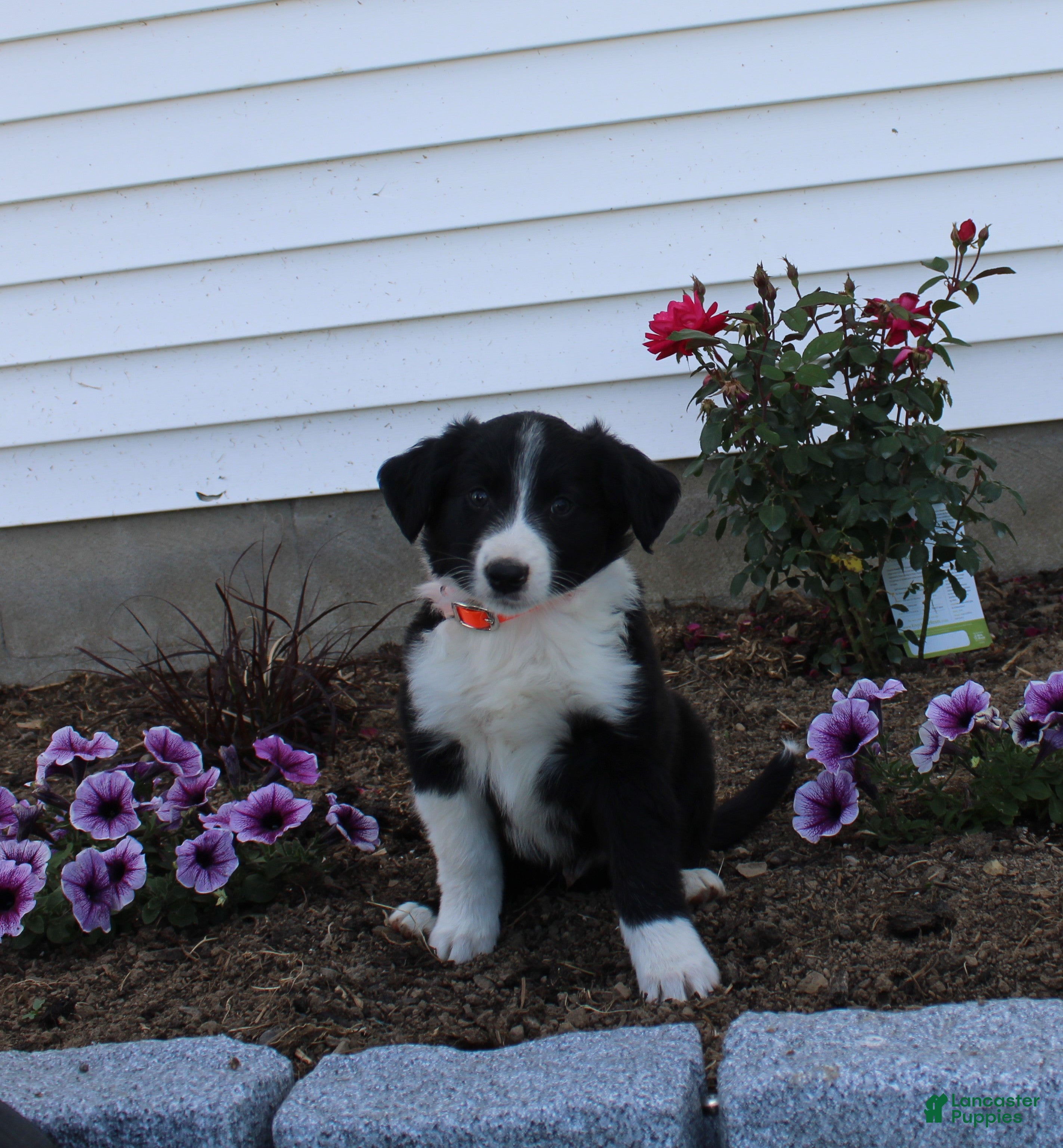 Australian Shepherd dogs Mickey - Ad 30