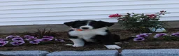 Australian Shepherd dogs for sale: Mickey - Ad 1