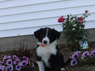 Australian Shepherd dogs Mickey - Ad 30