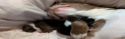 Boston Terrier dogs for sale: Boston Terrier 1 - Ad 6