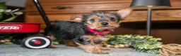 Yorkshire Terrier dogs for sale: Sapphire - Ad 1