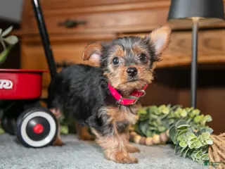 Yorkshire Terrier dogs for sale: Sapphire - Ad 1