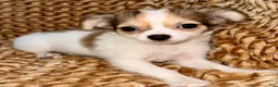 Chihuahua dogs for sale: Cookie - Ad 2
