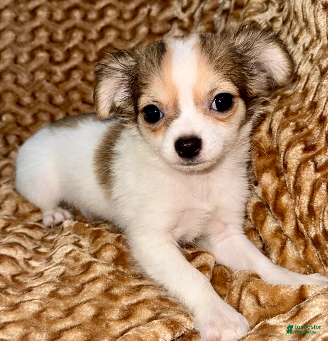 Chihuahua dogs for sale: Cookie - Ad 2