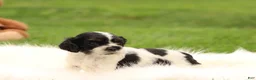 Cocker Spaniel dogs for sale: Hazel - Ad 4