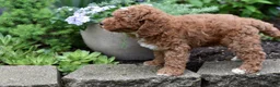 Miniature Poodle dogs for sale: Buster - Ad 3