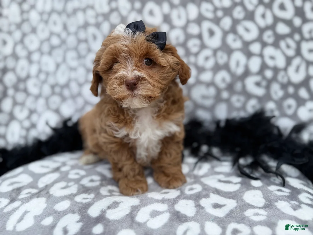 Shihpoo dogs for sale: Harley - Ad 5