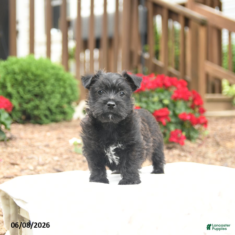 Mixed Breed dogs Shamrock - Ad 1