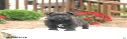 Mixed Breed dogs for sale: Shamrock - Ad 1
