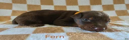 Doberman Pinscher dogs for sale: Fern - Ad 3