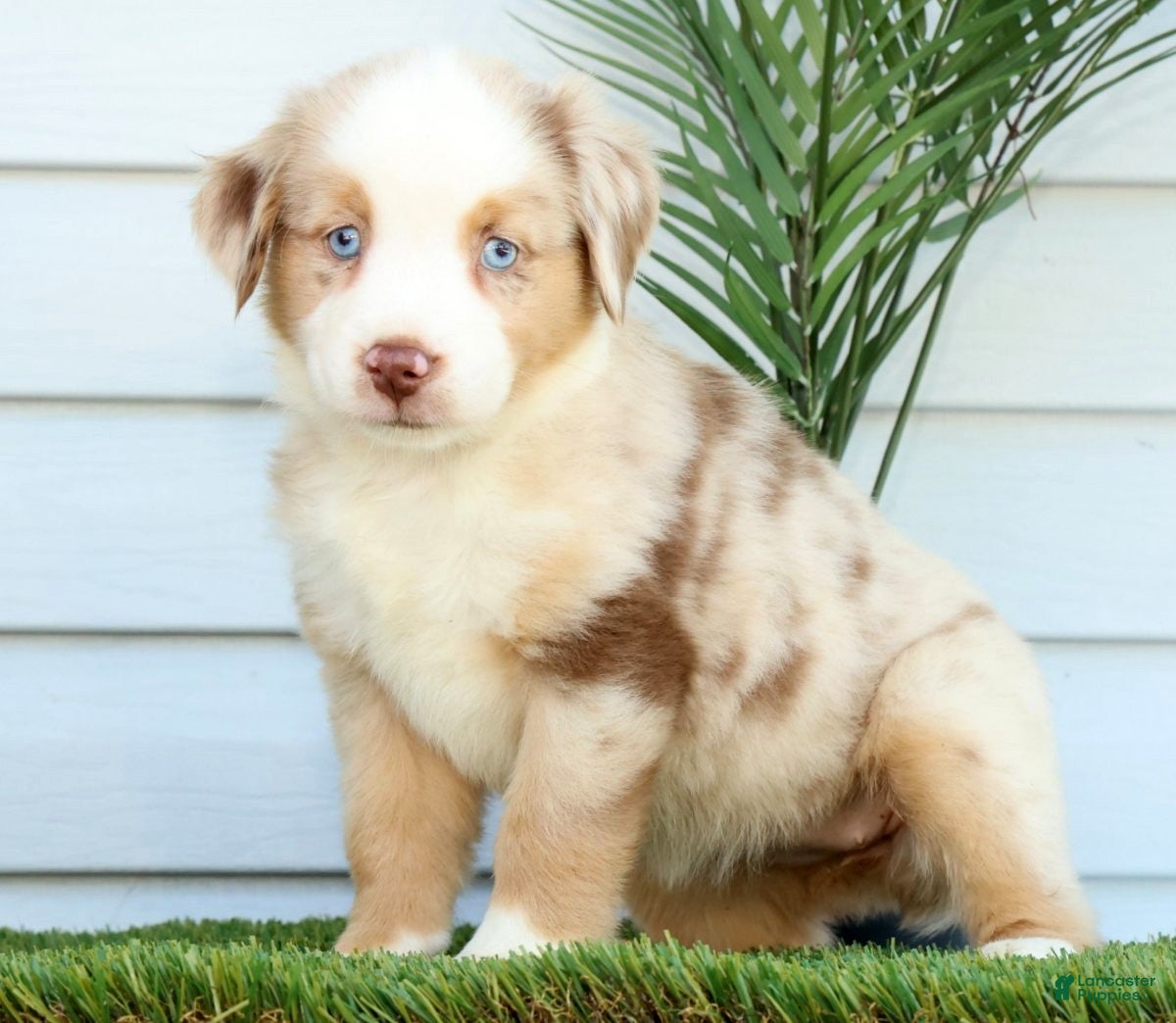Miniature Australian Shepherd dogs Tulip - Ad 1