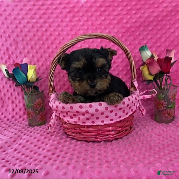 Yorkshire Terrier dogs Lester - Ad 32