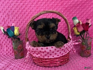 Yorkshire Terrier dogs Lester - Ad 2