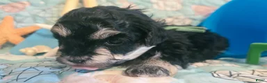 Bubba