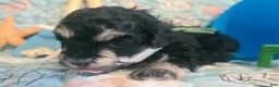 Toy Poodle dogs for sale: Bubba - Ad 1