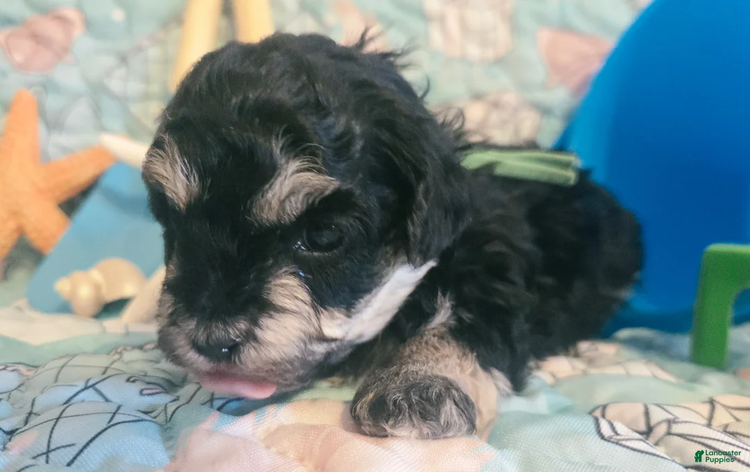 Toy Poodle dogs for sale: Bubba - Ad 1