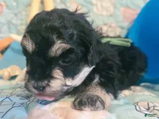 Toy Poodle dogs Bubba - Ad 42