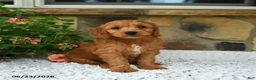 Mini Goldendoodle dogs for sale: Asher - Ad 3