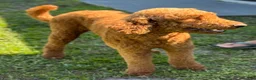 Goldendoodle dogs for sale: Miss Cocoa Chanel - Ad 6
