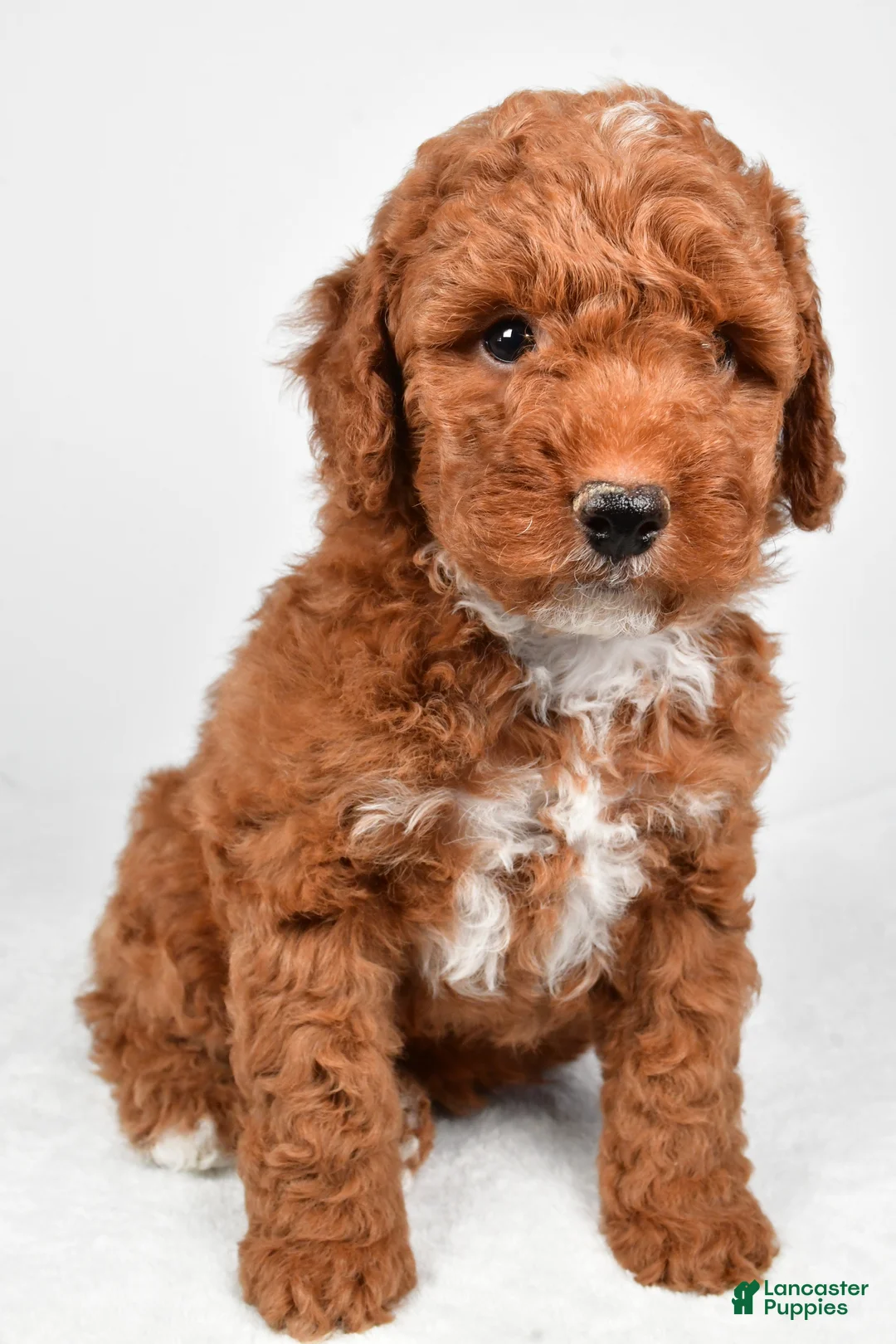 Miniature Poodle dogs for sale: Ranger - Ad 7