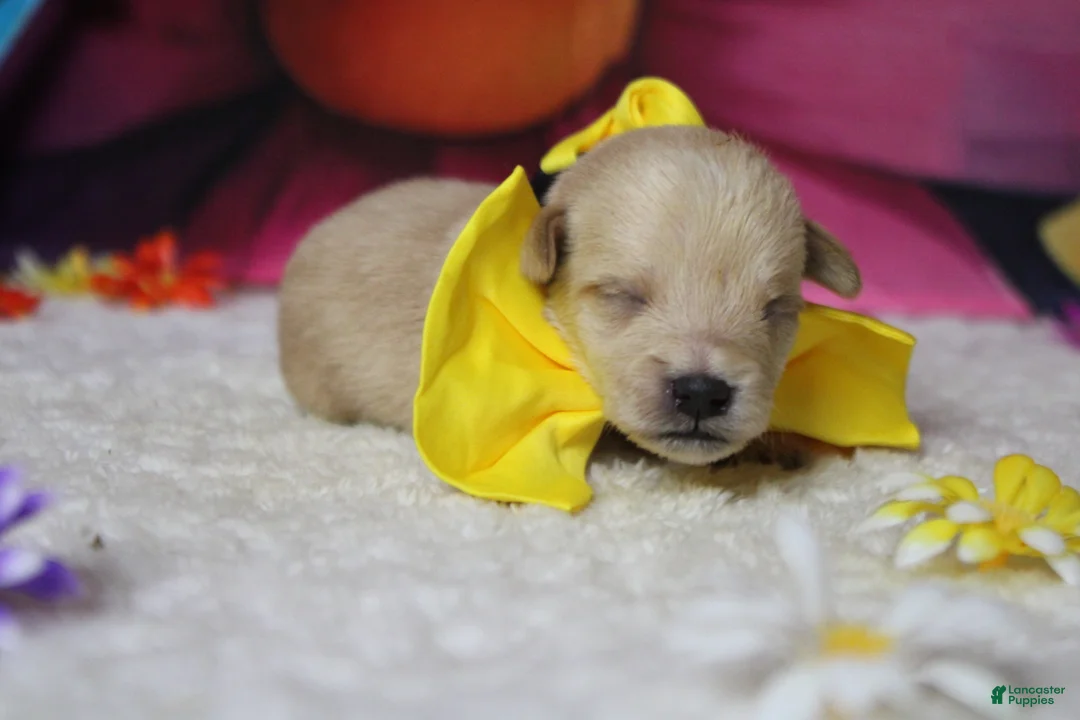Schnoodle dogs for sale: Moscato  - Ad 2