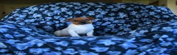Jack Russell Terrier dogs for sale: Litter of Jack Russell - Ad 4