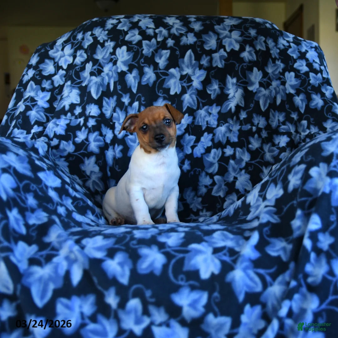 Jack Russell Terrier dogs for sale: Austin - Ad 2
