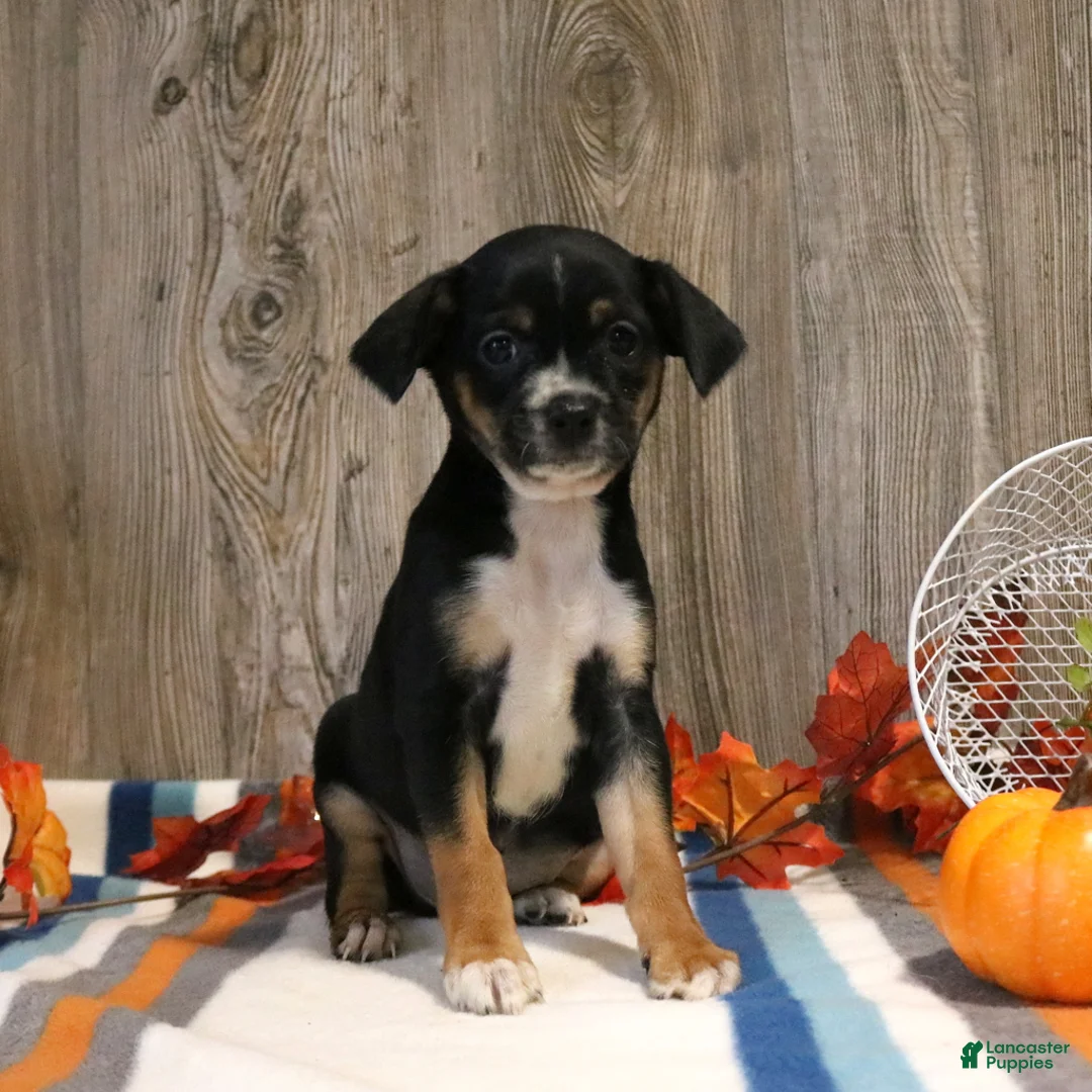 Mixed Breed dogs for sale: Tommy - Ad 2