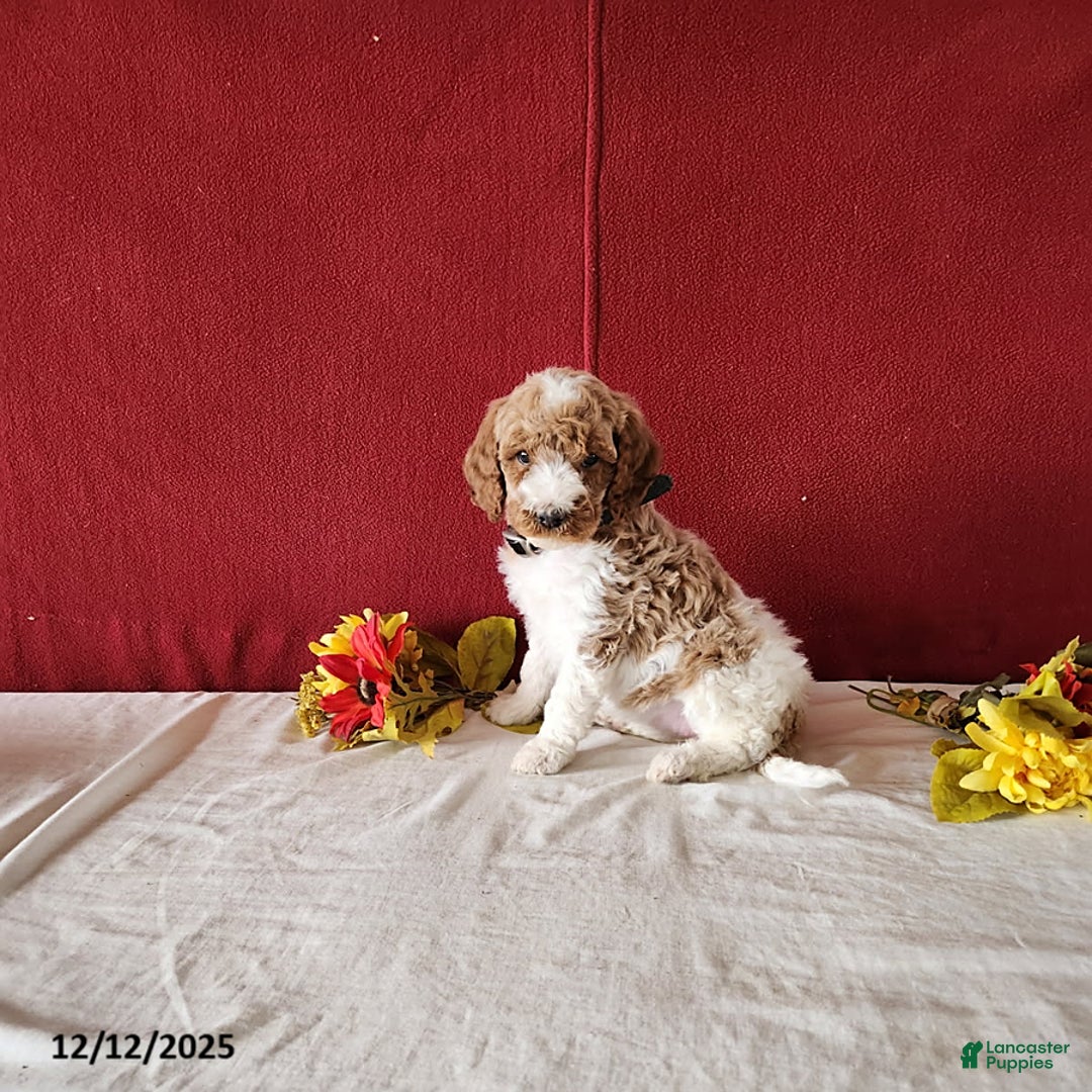 Goldendoodle dogs for sale: Hilda - Ad 2