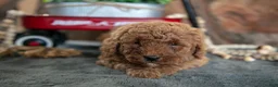 Miniature Poodle dogs for sale: Adele - Ad 2