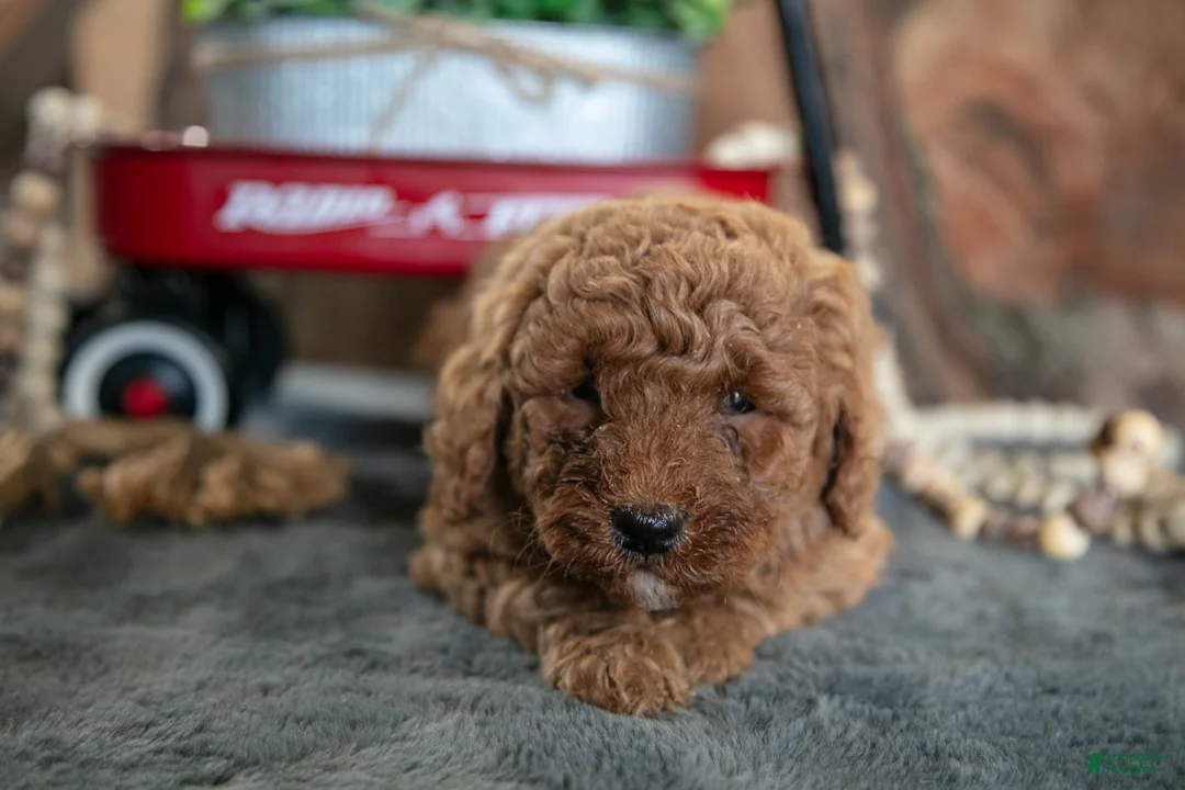 Miniature Poodle dogs for sale: Adele - Ad 2