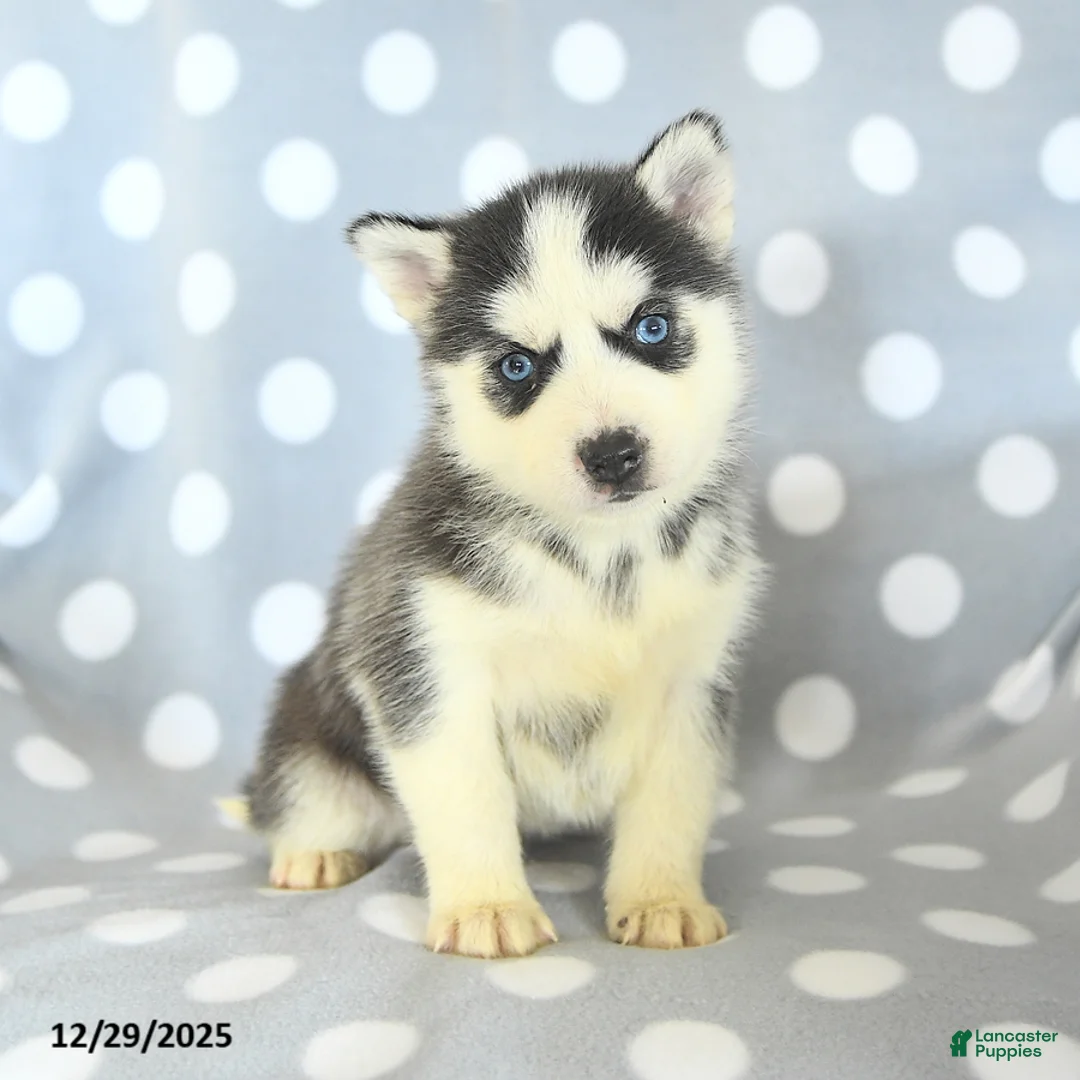 Siberian Husky dogs for sale: Ryder - Ad 9