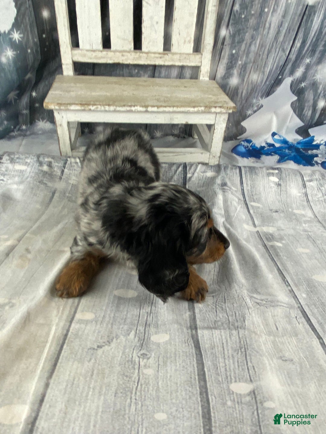 Miniature Dachshund dogs for sale: Marlow - Ad 5
