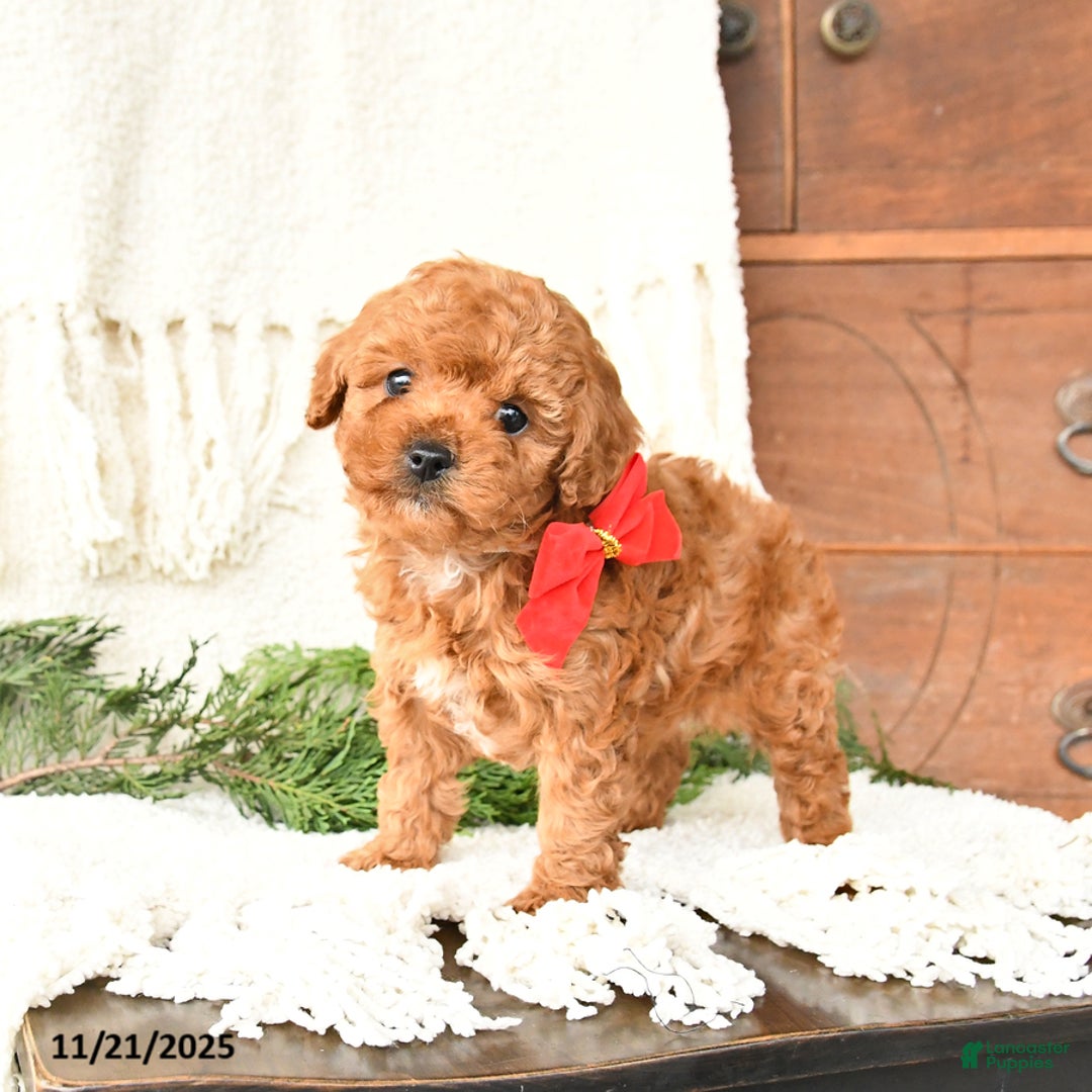 Toy Poodle dogs for sale: Bear - Ad 1